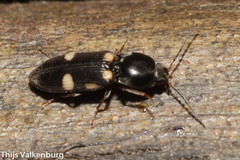 Cardiophorinae