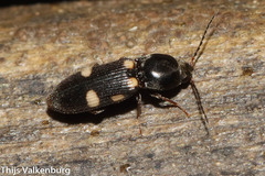 Cardiophorinae