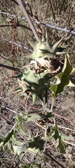 Datura quercifolia