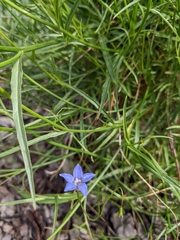 Wahlenbergia stricta