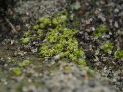 Botrydium