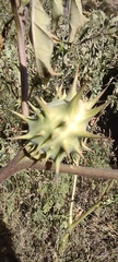 Datura quercifolia