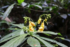 Impatiens clavigera