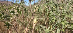 Datura quercifolia