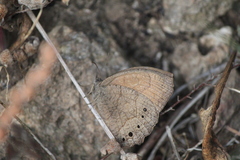 Pindis squamistriga