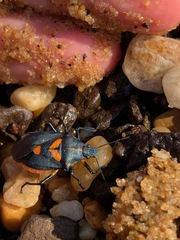 Euthyrhynchus floridanus