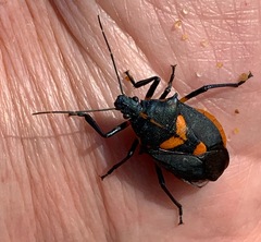 Euthyrhynchus floridanus