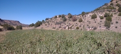 Datura quercifolia
