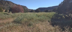 Datura quercifolia