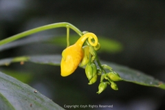Impatiens clavigera