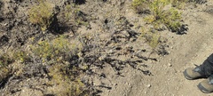 Heterotheca sessiliflora echioides