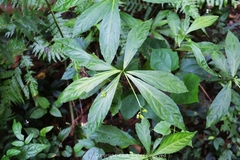 Impatiens clavigera