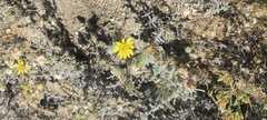 Heterotheca sessiliflora echioides