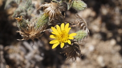 Heterotheca sessiliflora echioides