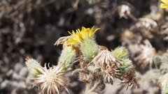Heterotheca sessiliflora echioides