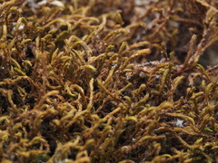 Schistidium papillosum