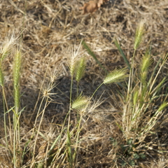 Hordeum murinum