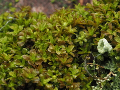 Syntrichia latifolia