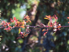 Rosa transmorrisonensis