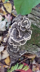 Trametes versicolor
