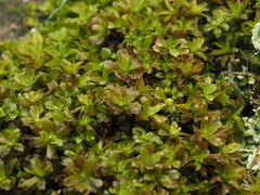 Syntrichia latifolia