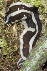 Australopacifica
