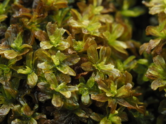 Syntrichia latifolia