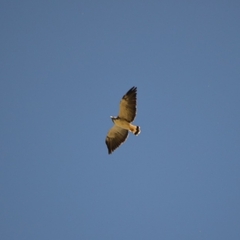 Geranoaetus albicaudatus