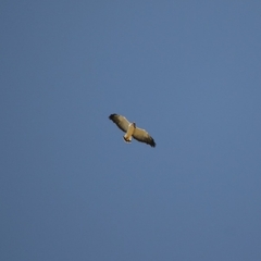 Geranoaetus albicaudatus