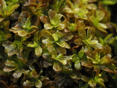 Syntrichia latifolia