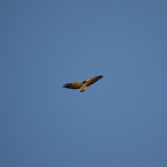 Geranoaetus albicaudatus