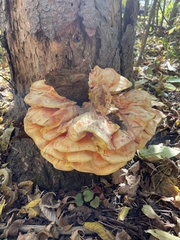 Laetiporus