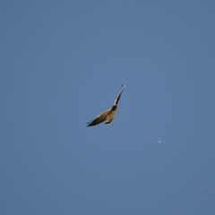 Geranoaetus albicaudatus