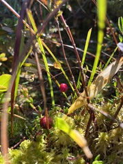 Vaccinium oxycoccos