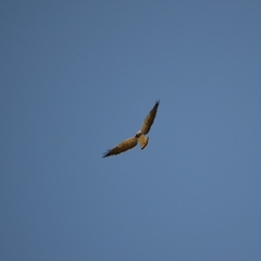 Geranoaetus albicaudatus
