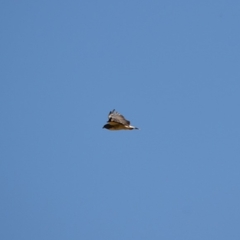 Geranoaetus albicaudatus