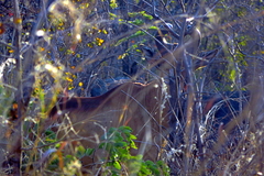 Alcelaphus buselaphus lichtensteinii