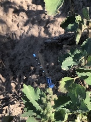 Argia sedula