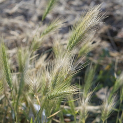 Hordeum murinum