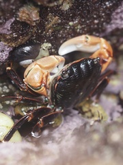 Pachygrapsus crassipes