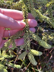 Picea