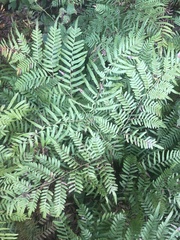 Pteridium aquilinum