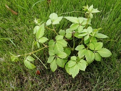 Vitaceae