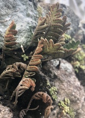 Pleopeltis polypodioides