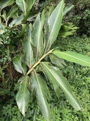 Alpinia