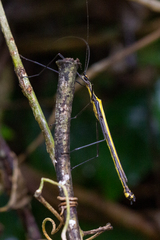 Paraphasma sooretama