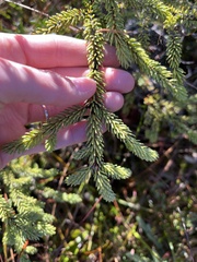 Picea