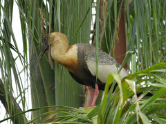 Theristicus caudatus