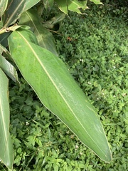 Alpinia