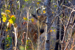 Alcelaphus buselaphus lichtensteinii
